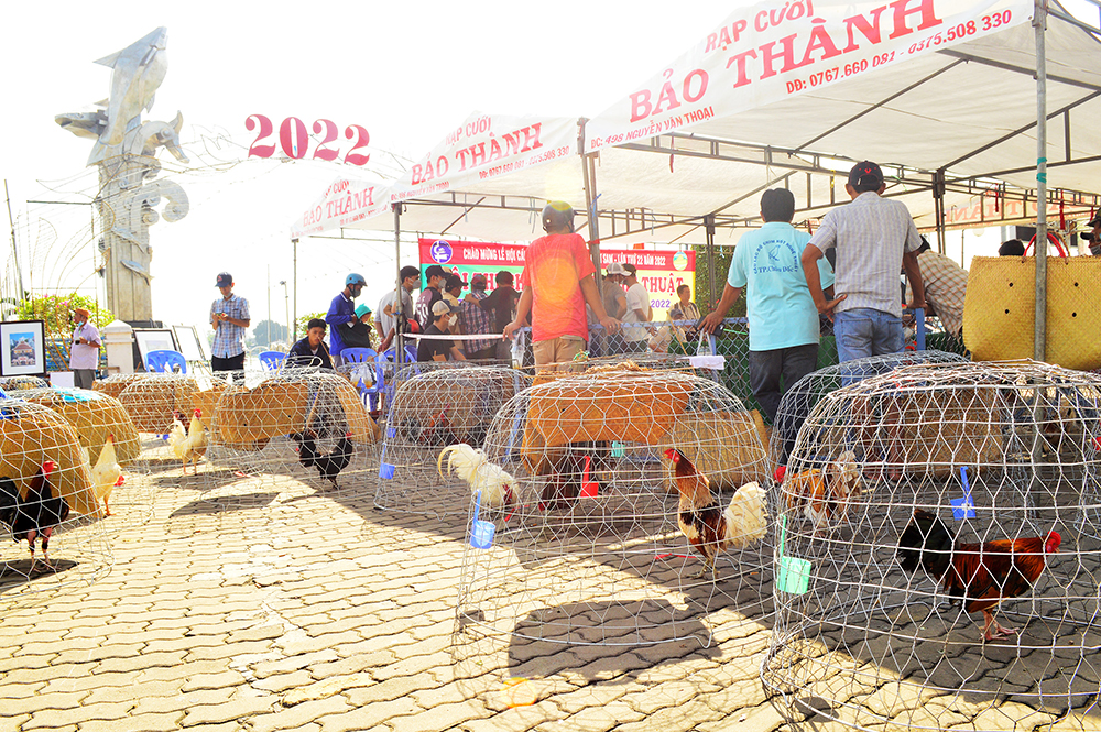 Sôi nổi Hội thi chọi gà tre nghệ thuật TP. Châu Đốc năm 2022