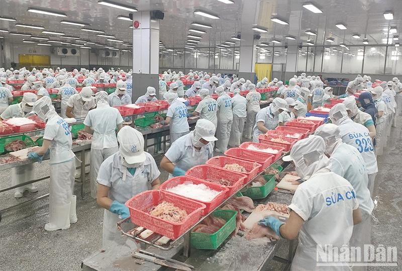 Ngành cá tra tận dụng triệt để cơ hội nhu cầu thị trường