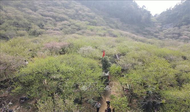 Sắc thắm hoa đào mùa xuân ở Lóng Luông, Sơn La