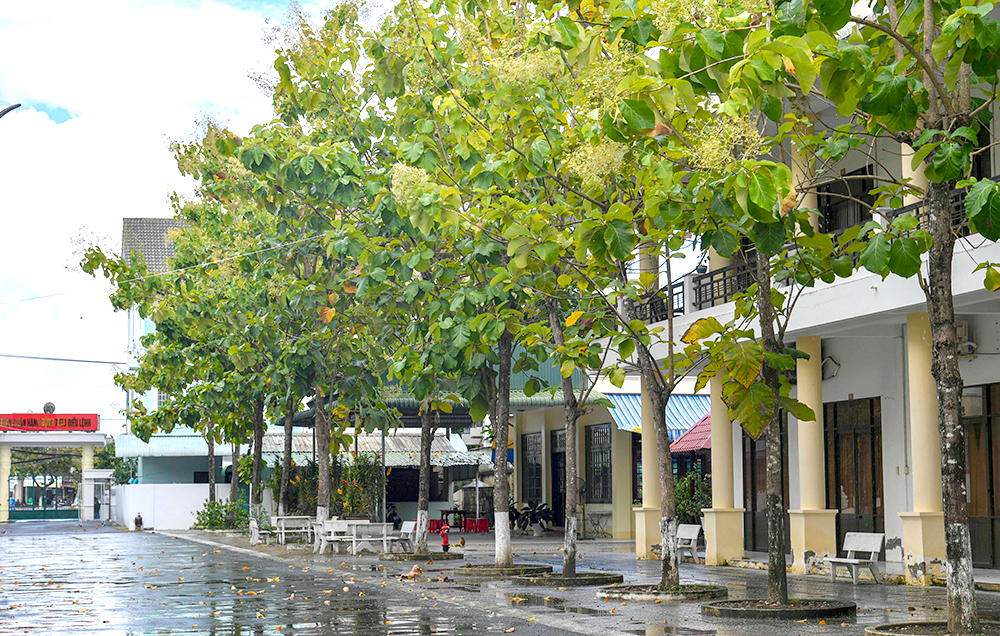Hàng cây giá tỵ