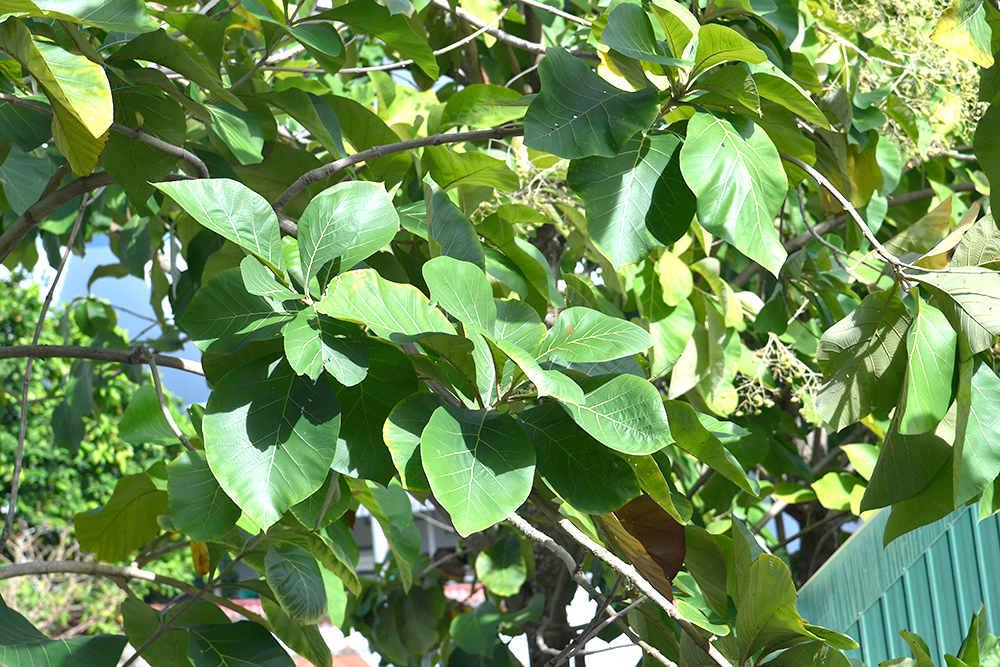 Hàng cây giá tỵ