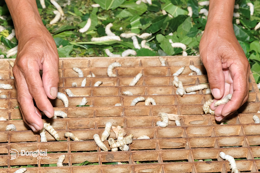 Nghề nuôi tằm ở Sông Ray