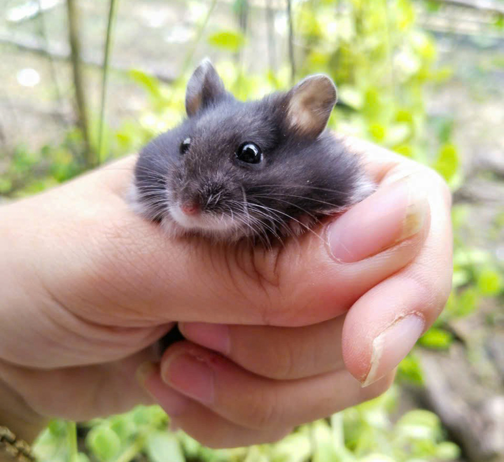 Mũ mini dễ thương cho chuột hamster