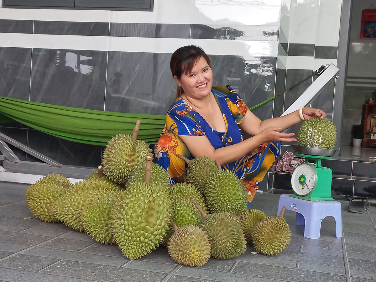 Thăm vườn sầu riêng, nghe chuyện nhà nông