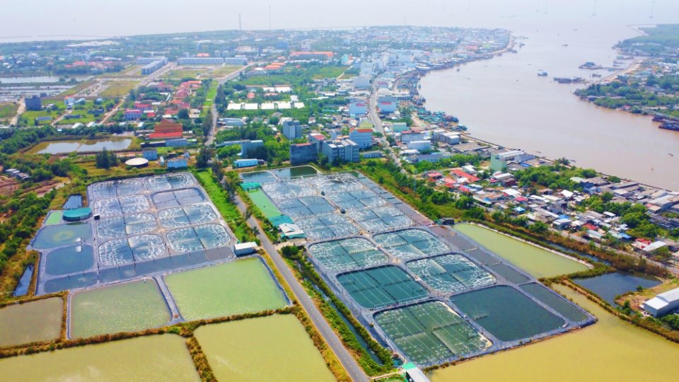 Xây dựng chuỗi liên kết trong nuôi tôm