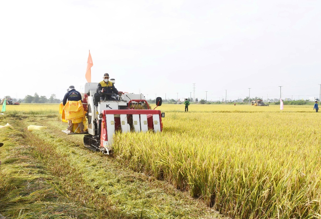 Liên kết tiêu thụ nông sản xứ cù lao