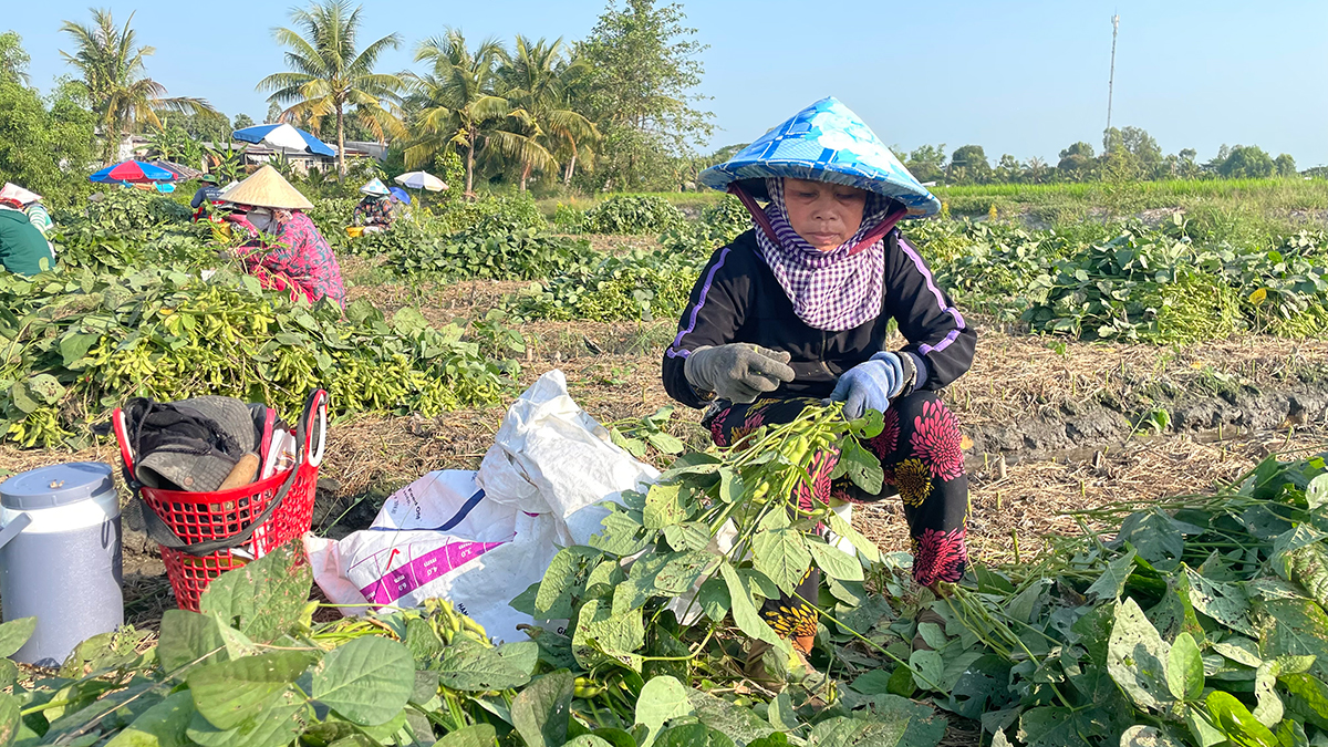 Lao động thời vụ có thêm thu nhập