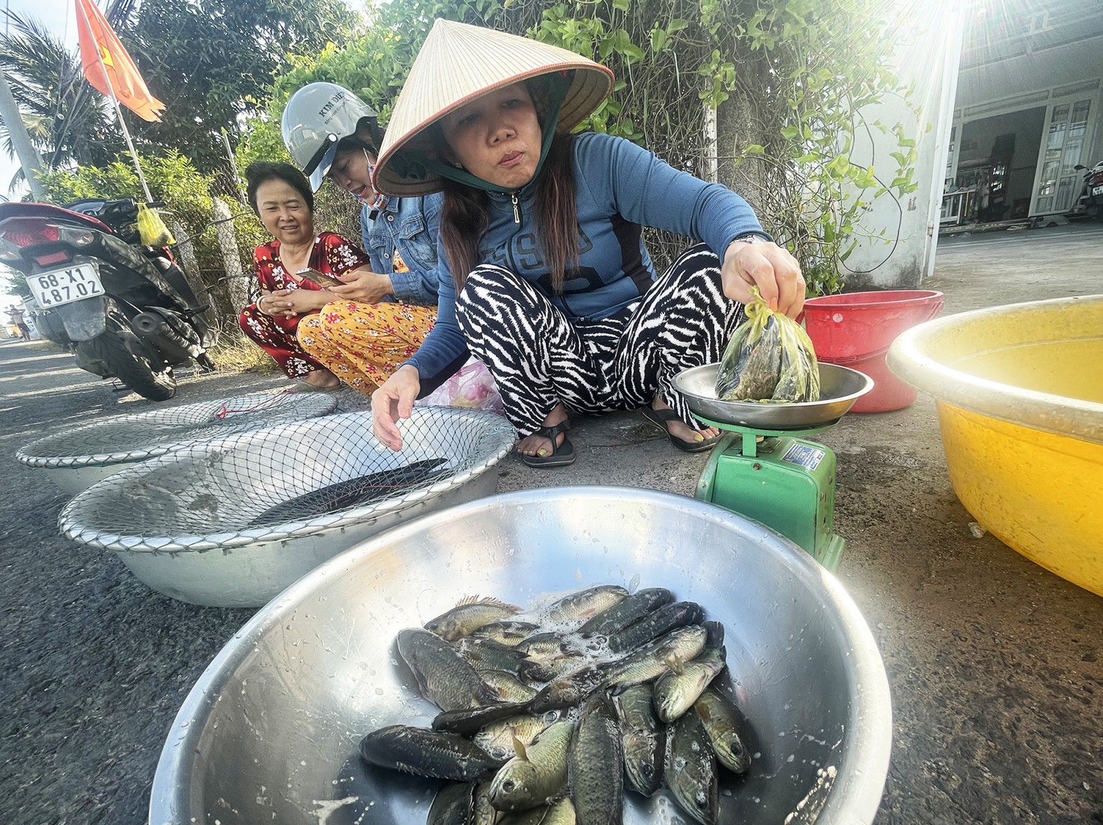 Cá đồng vùng chờ lũ