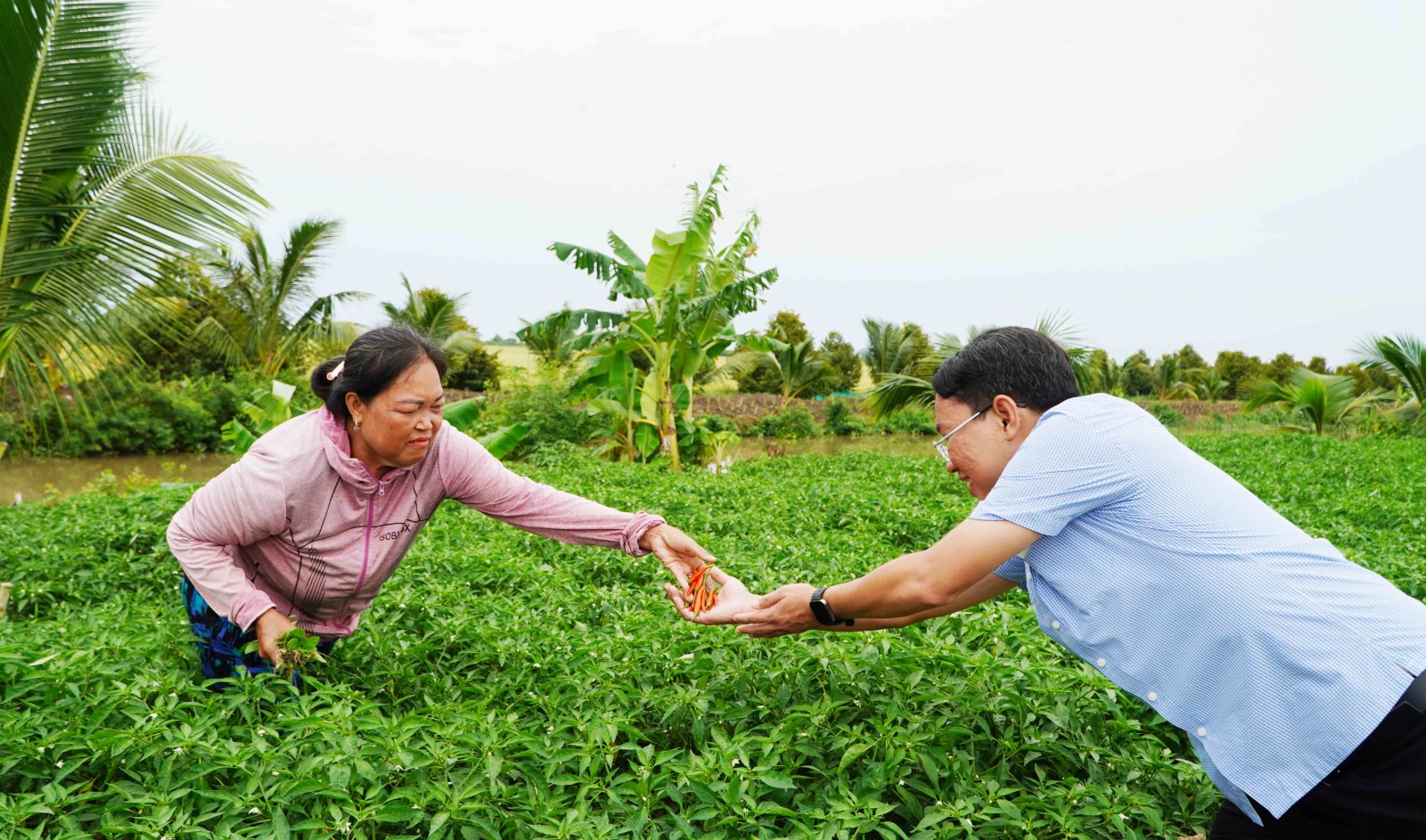 Trồng ớt trên bờ bao, thu hàng chục triệu đồng