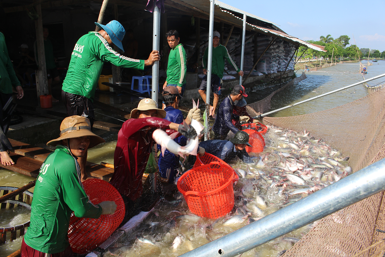 Giá cá tra tăng, người nuôi phấn khởi