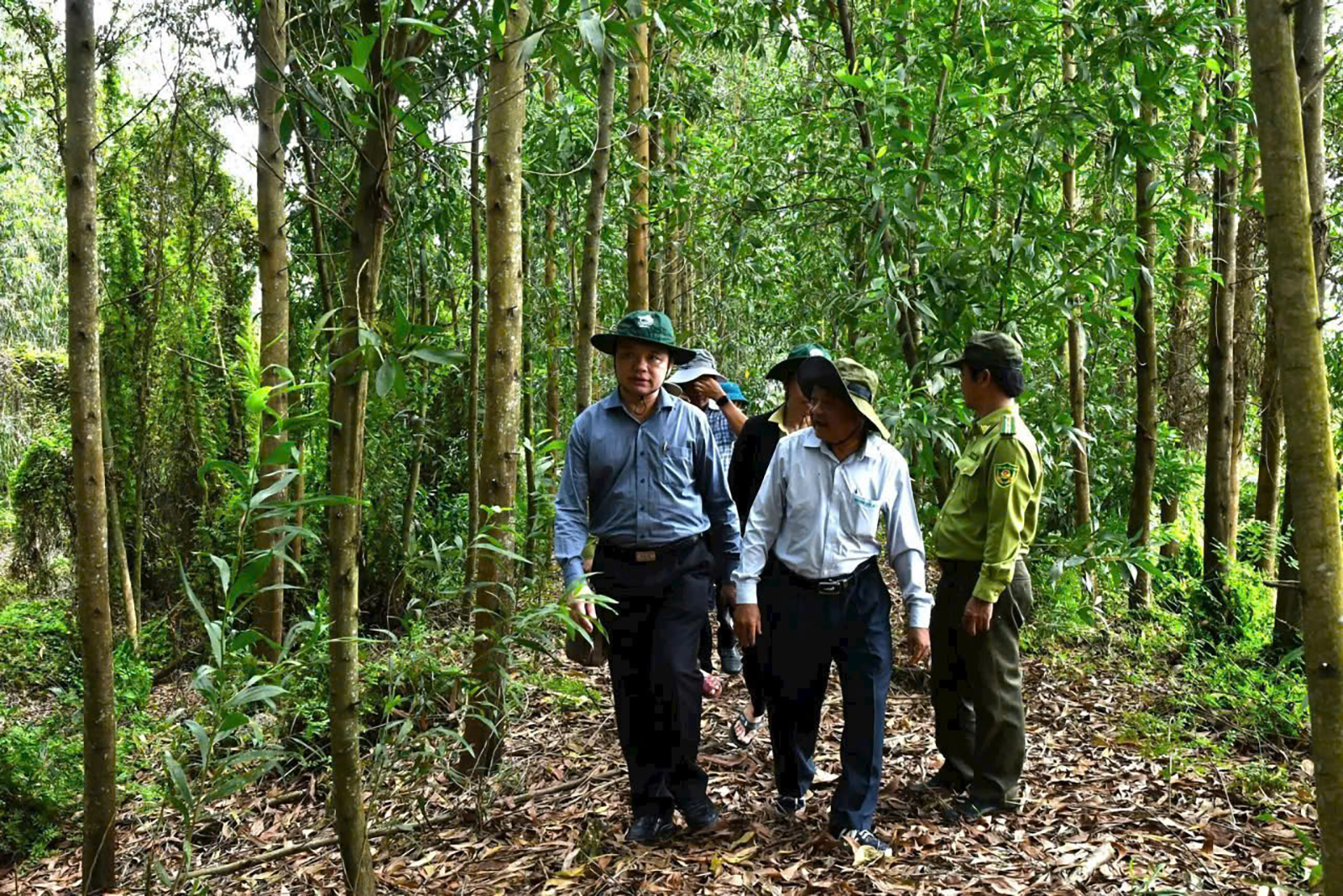 Tăng cường quản lý, bảo vệ rừng
