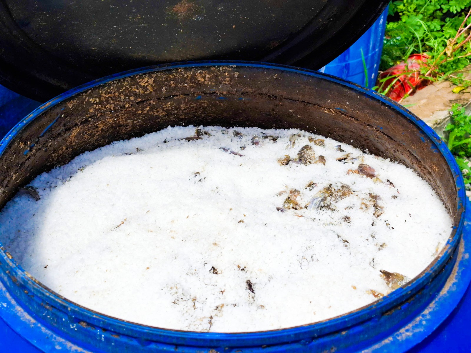 Mặn mòi vị nước mắm đồng