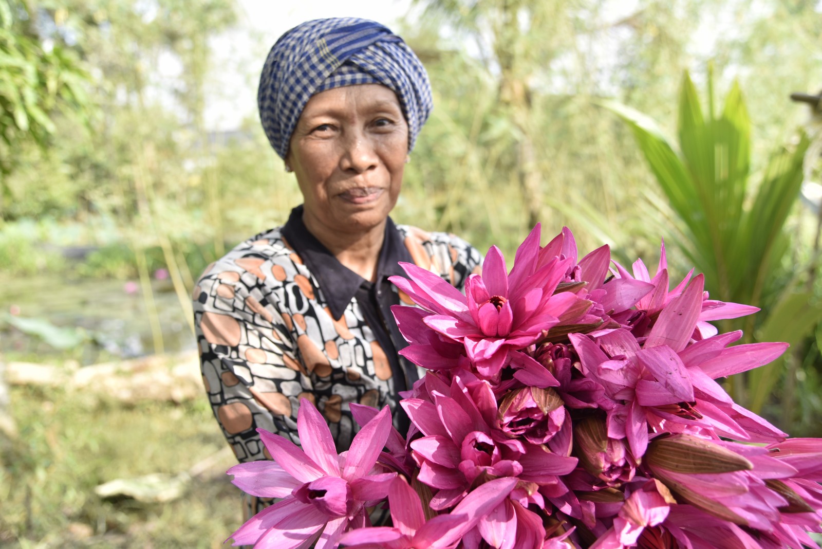 Nông dân An Giang có thêm thu nhập nhờ bông điên điển, bông súng