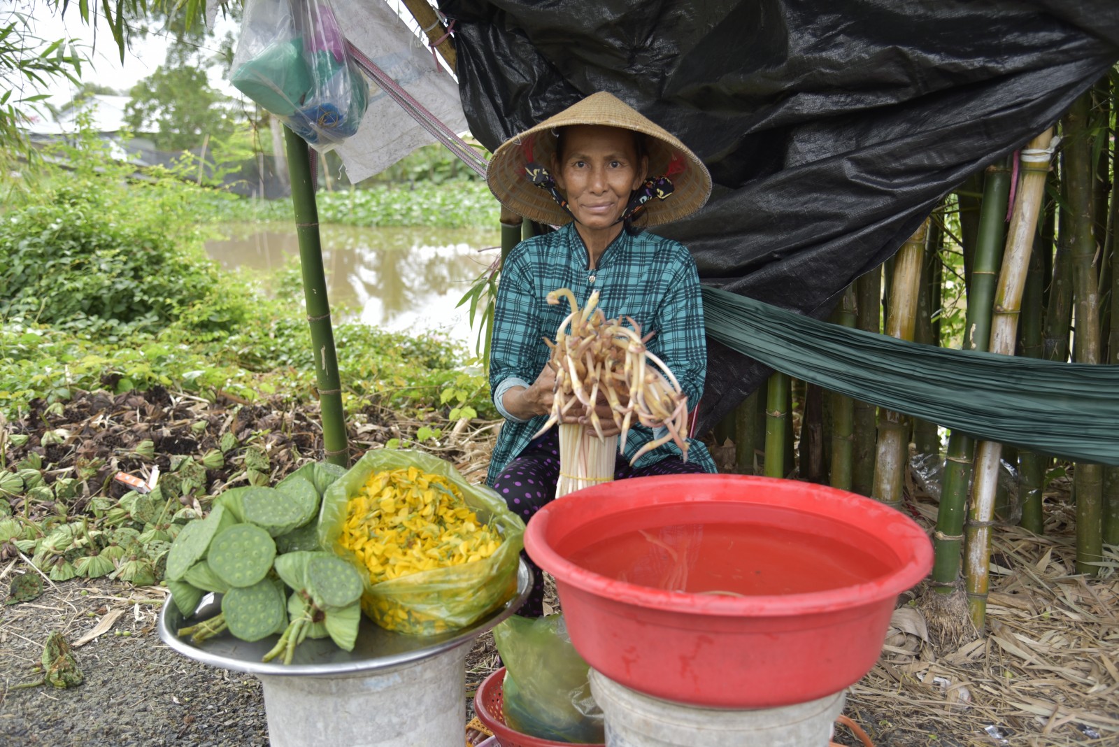 Nông dân An Giang có thêm thu nhập nhờ bông điên điển, bông súng
