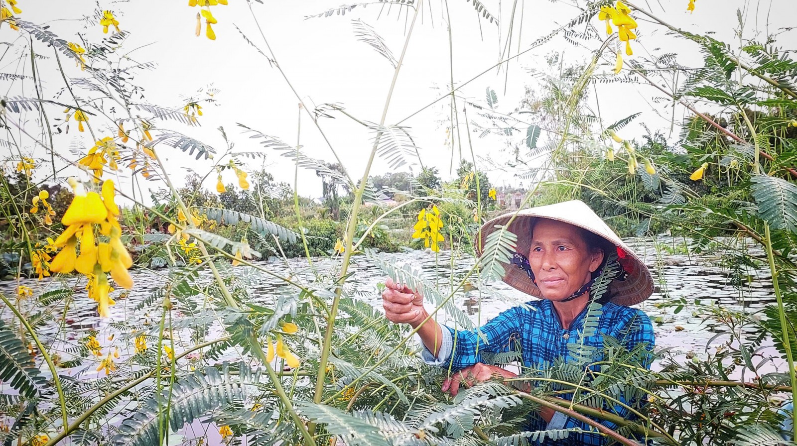 Nông dân An Giang có thêm thu nhập nhờ bông điên điển, bông súng