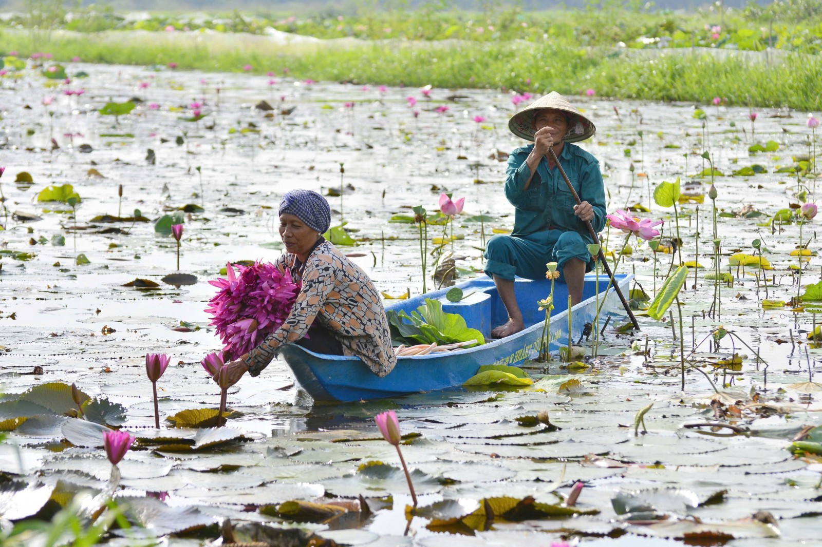Nông dân An Giang có thêm thu nhập nhờ bông điên điển, bông súng