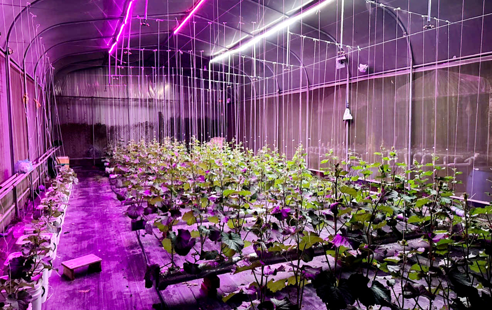 Trồng dưa lưới thủy canh trong nhà màng