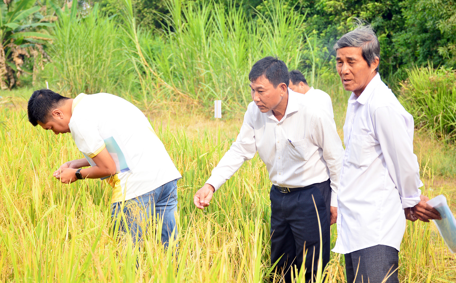 Xây dựng, phát triển thương hiệu gạo An Giang