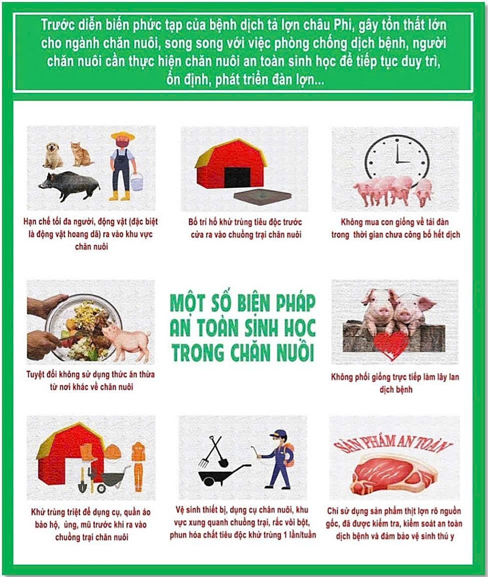 Lưu ý khi tái đàn heo an toàn, bền vững
