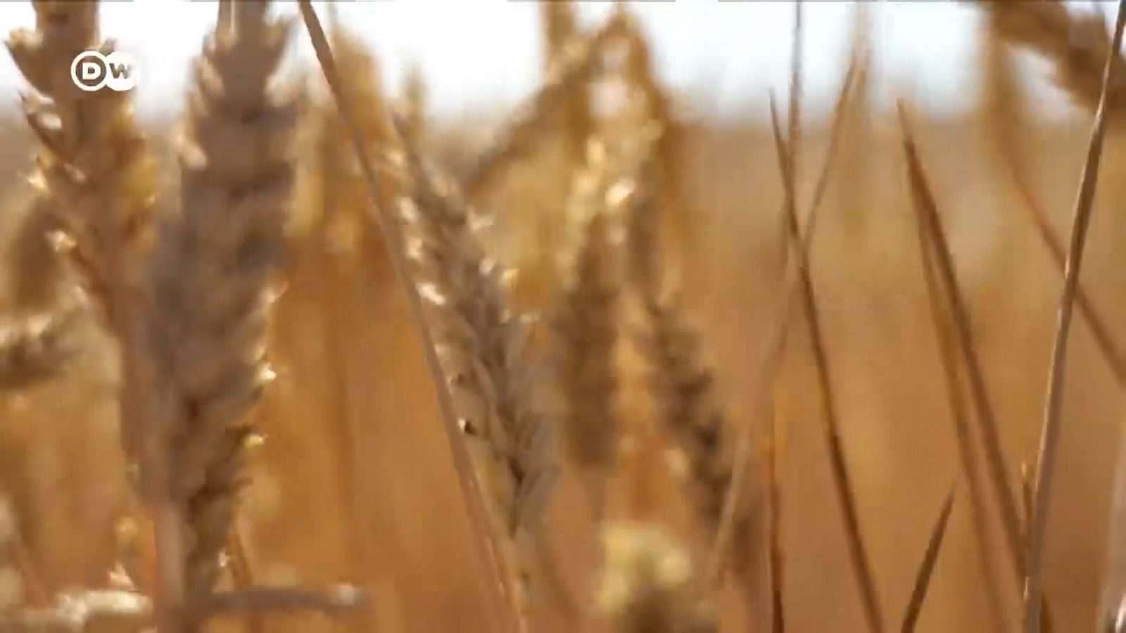 Giá lương thực thế giới tiếp tục giảm do nguồn cung dồi dào