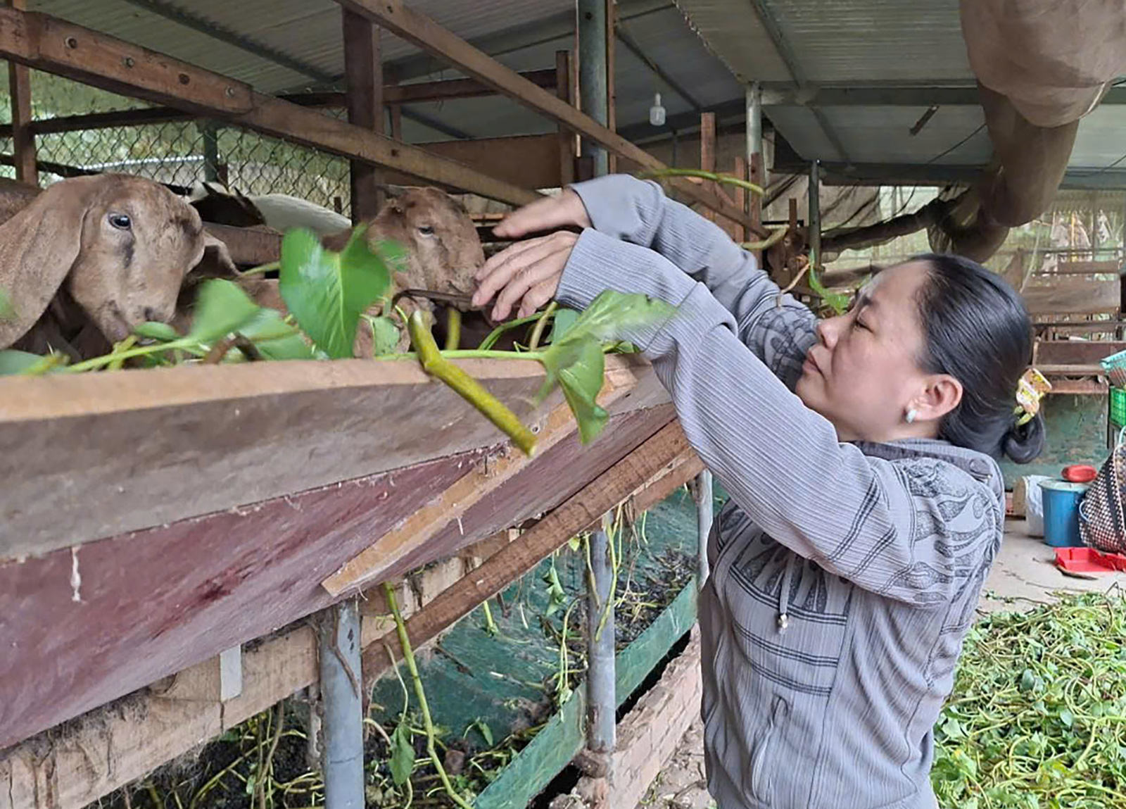 Chăn nuôi dê thương phẩm