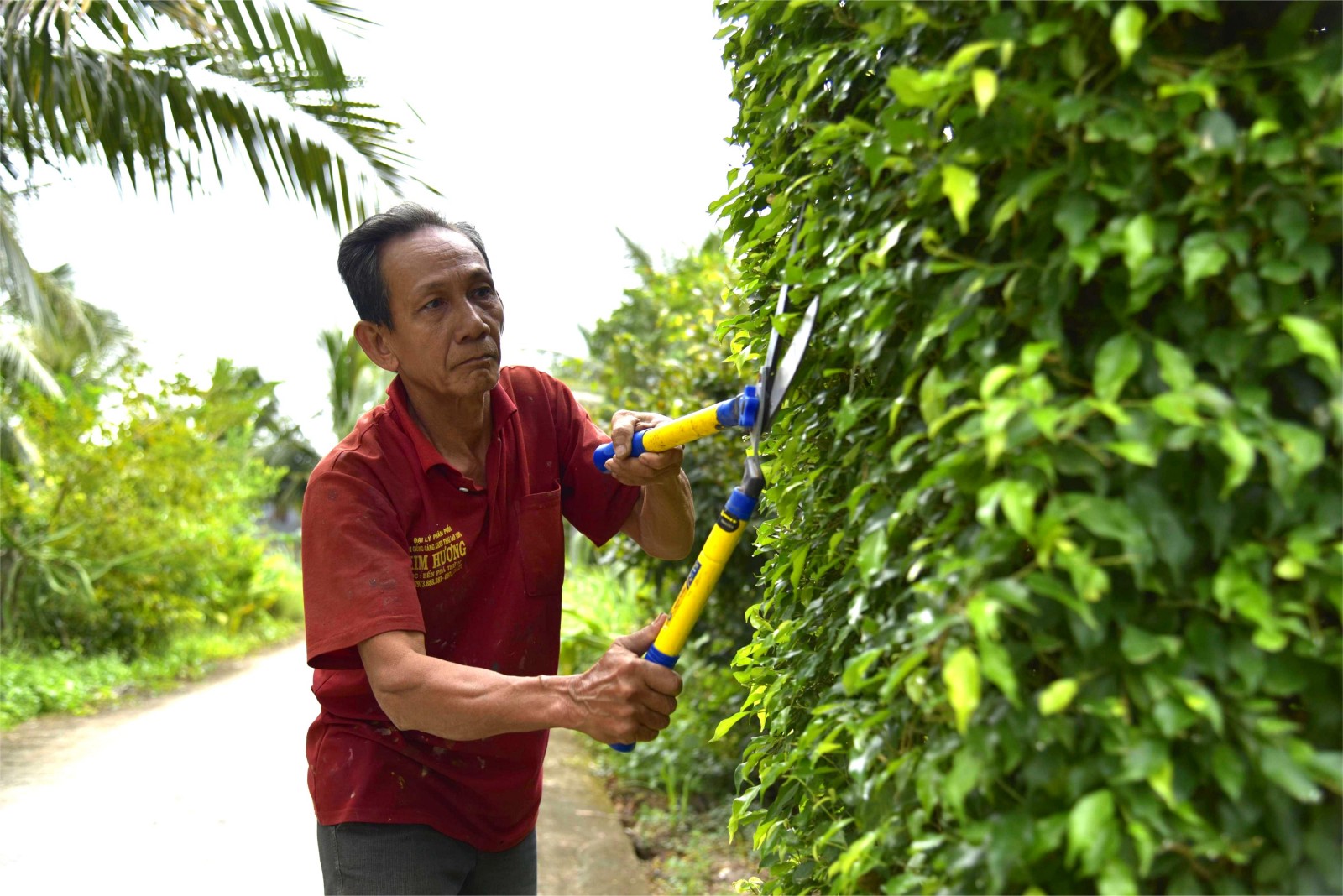Người “kể chuyện” bằng cây lá
