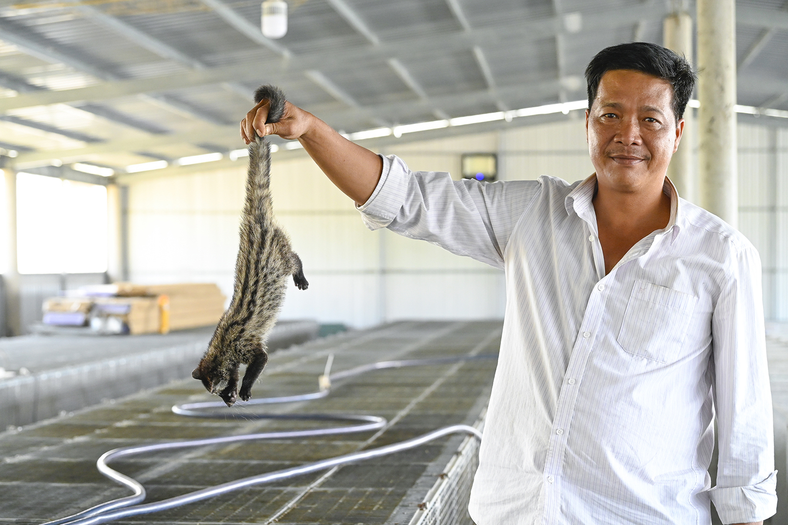 Nuôi chồn hương dễ, thu nhập cao