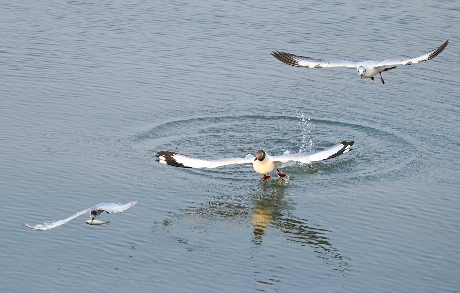Hải âu săn mồi
