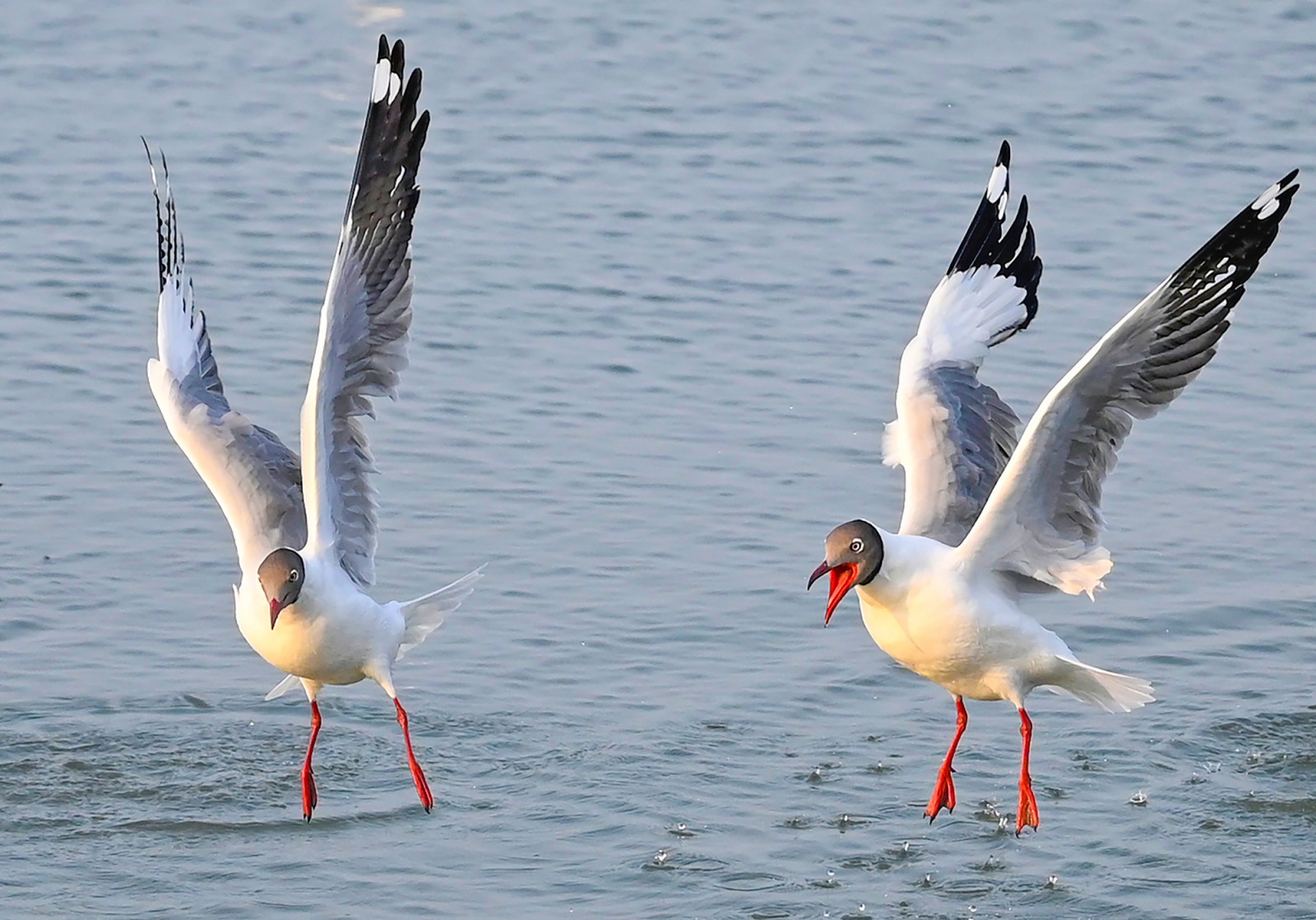 Hải âu săn mồi