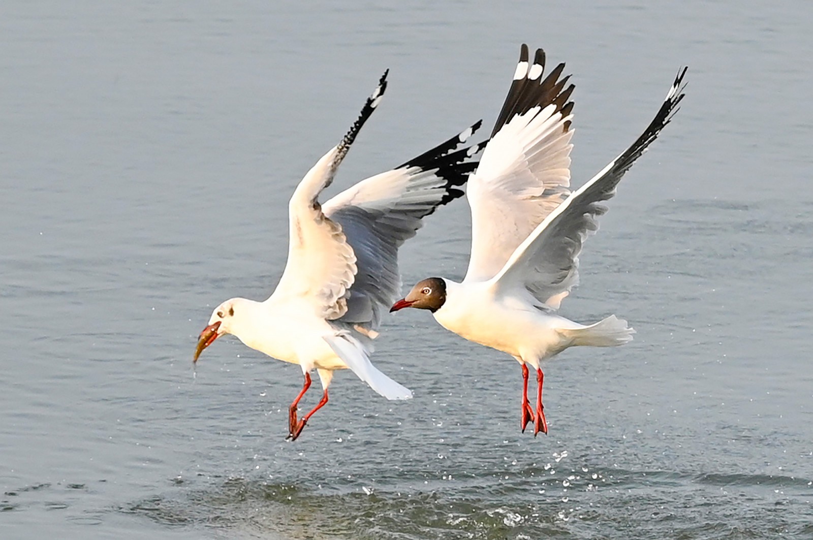 Hải âu săn mồi