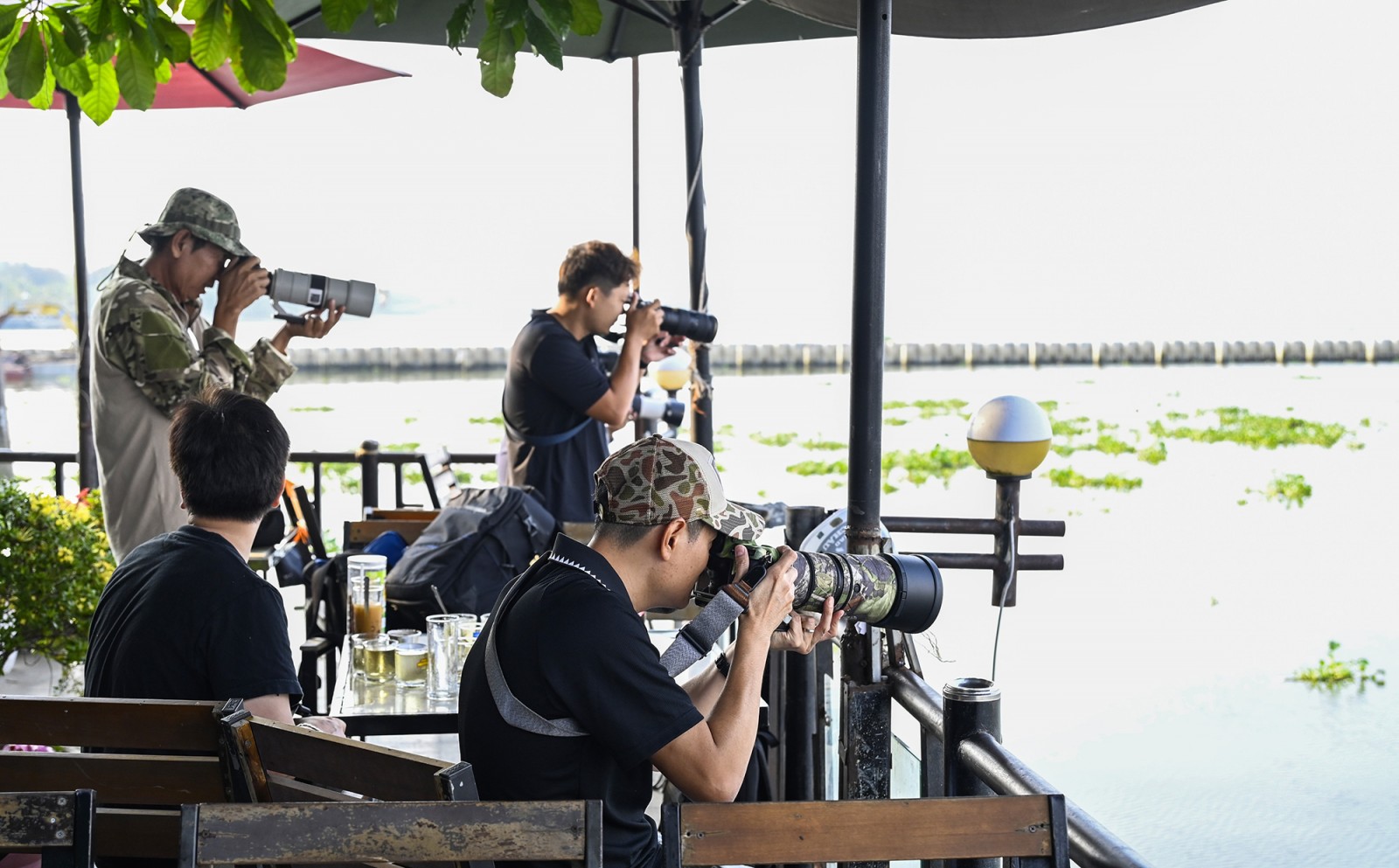 Hải âu săn mồi