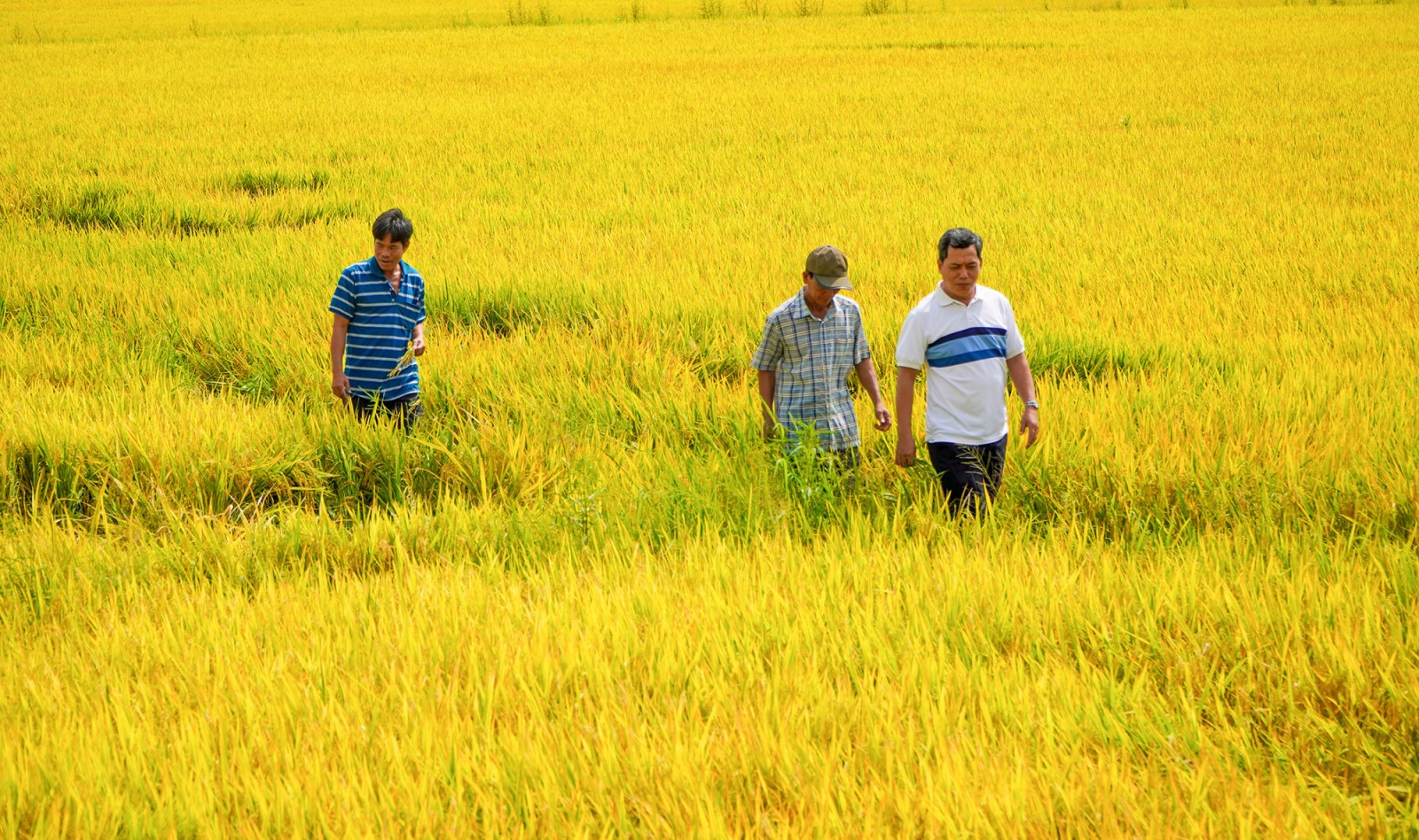 Tân Hội làm nghị quyết từ ruộng đồng