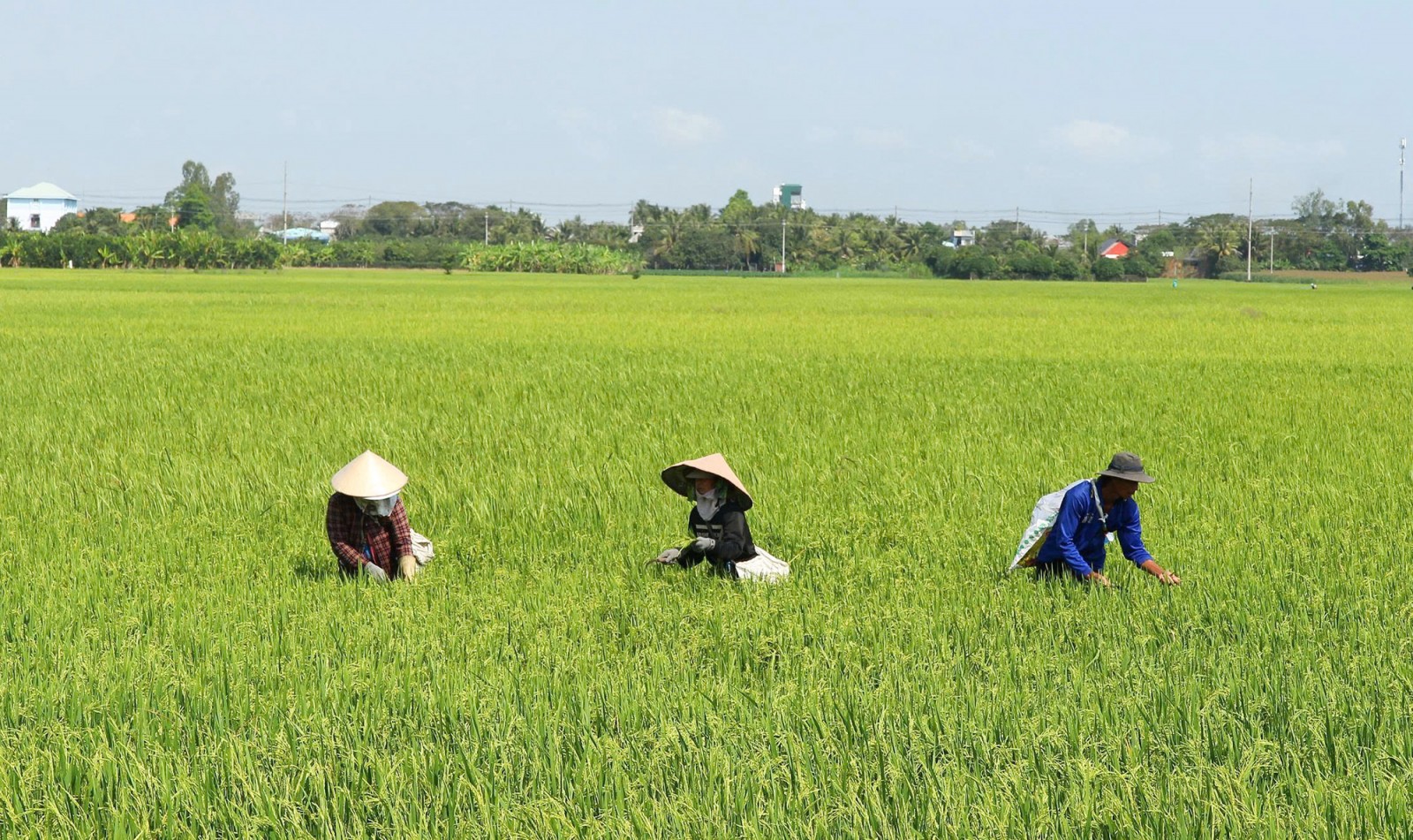 Châu Phong tìm cách đạt tăng trưởng 2 con số