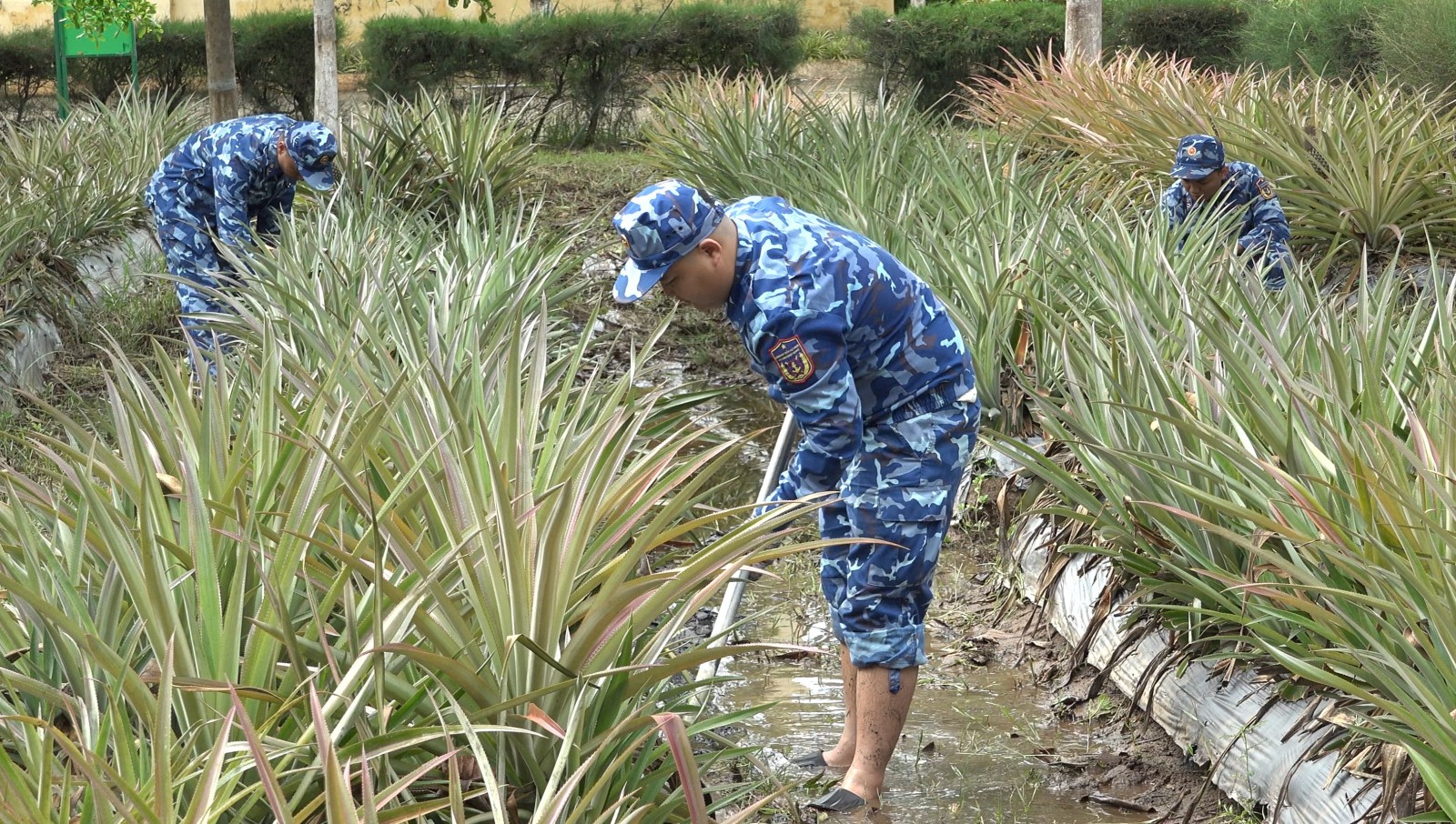 Hải đoàn 42 phát động trồng cây kỷ niệm 136 năm ngày sinh Chủ tịch Hồ Chí Minh