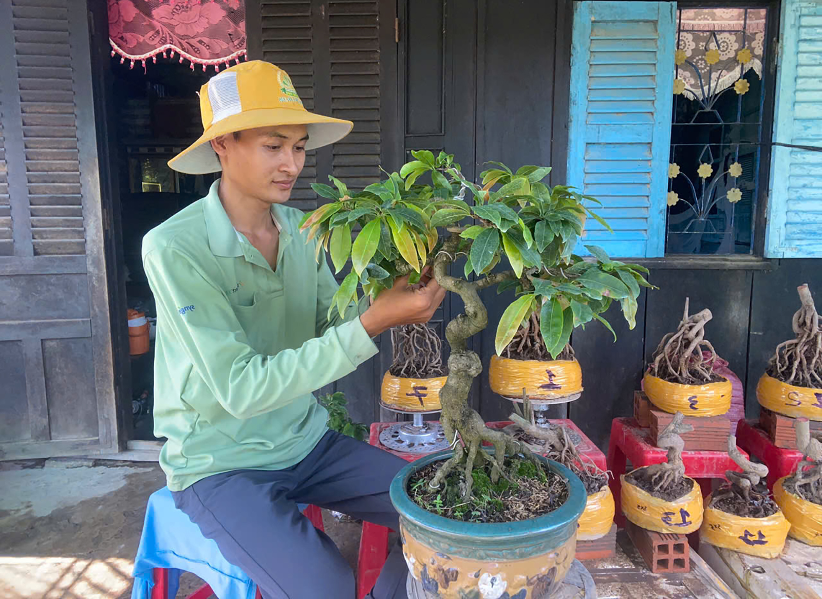 Vun bonsai, tạo nguồn thu ổn định