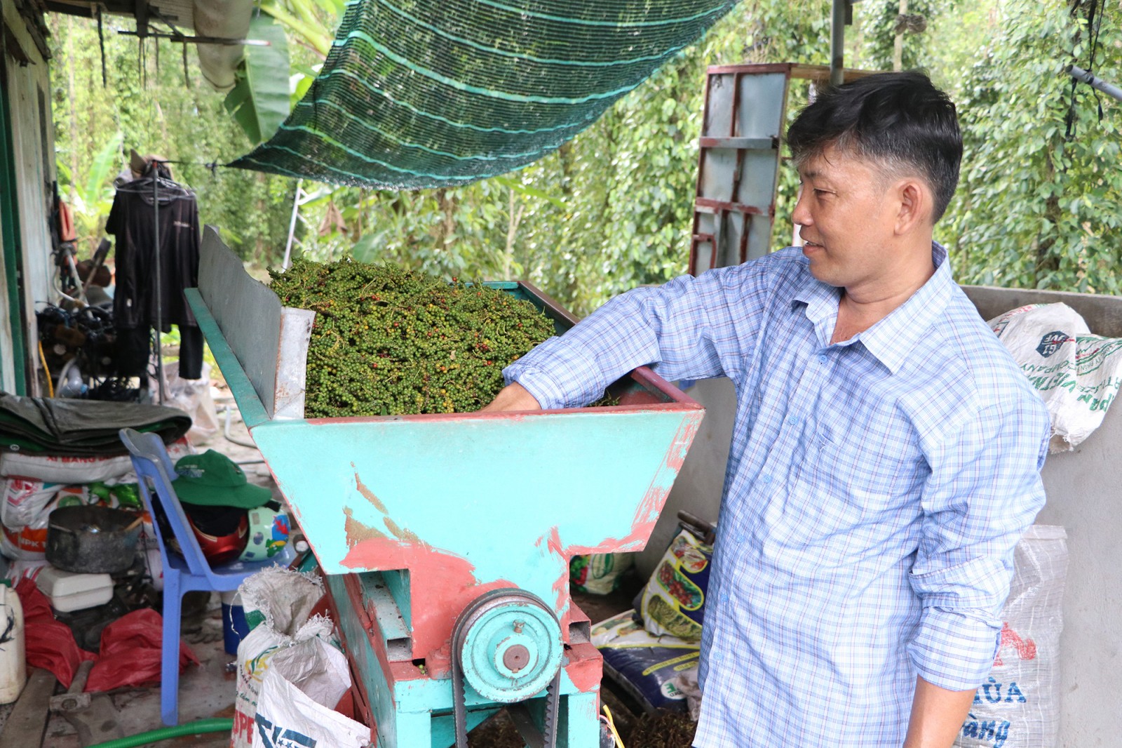 Cho tiêu leo thân tràm, nông dân thu trăm triệu