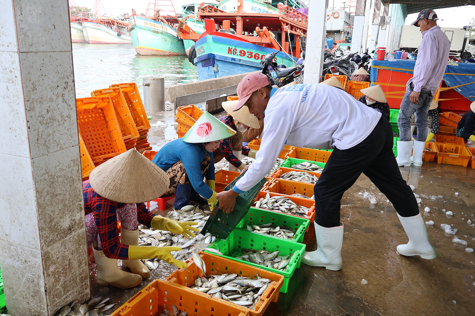 Giá dầu hạ nhiệt, ngư dân trở lại ngư trường