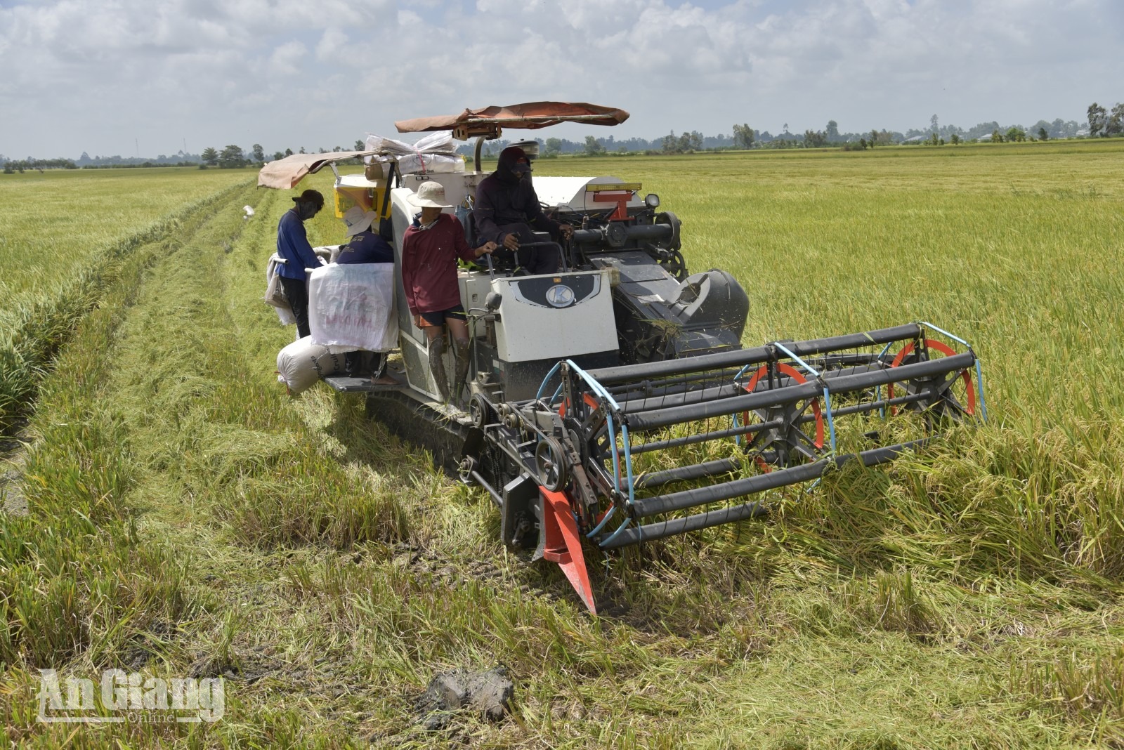 Lúa hữu cơ tăng lợi nhuận hơn 11,6 triệu đồng/ha