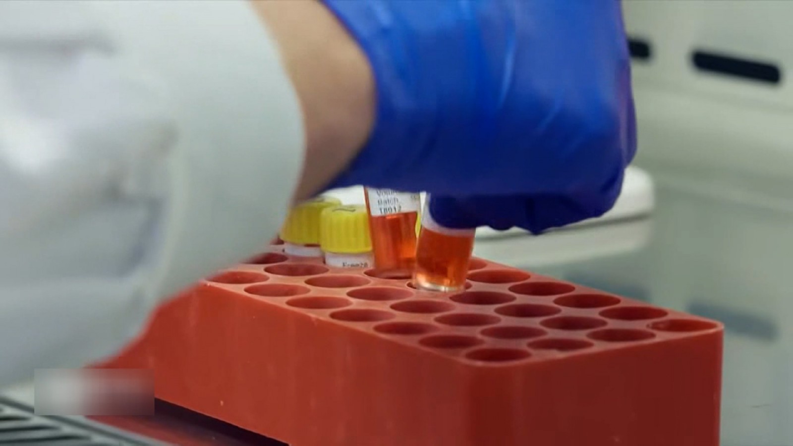 Australia xác nhận virus H5N1 đang lây lan trong quần thể chim bản địa