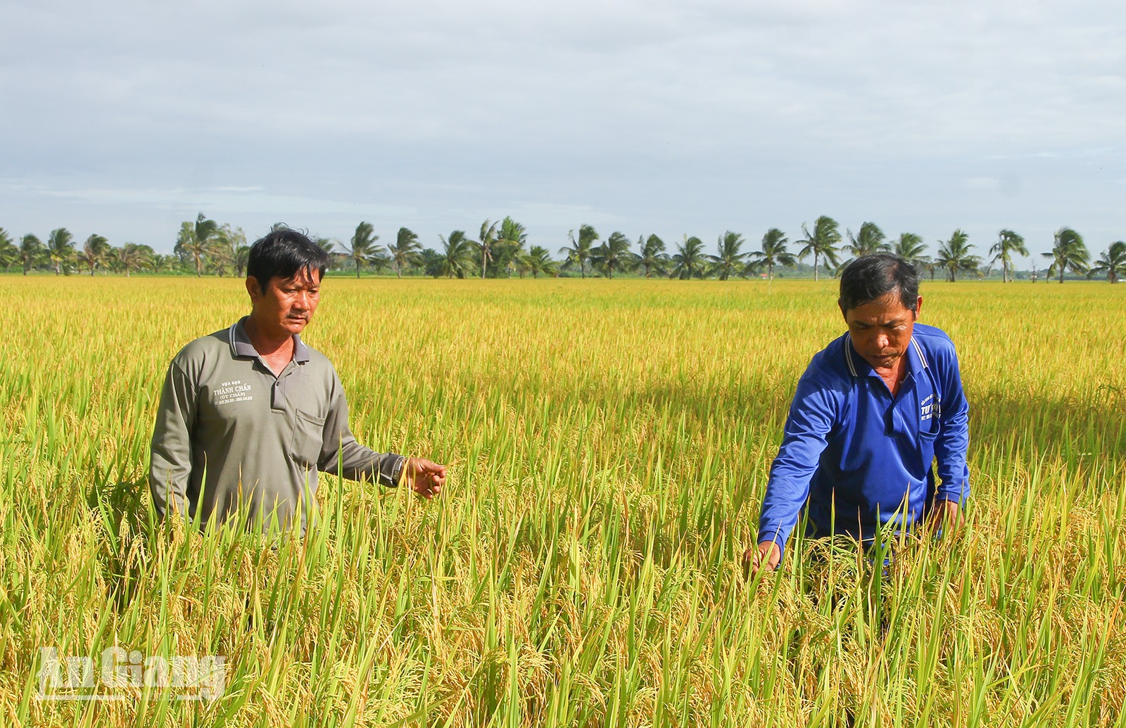 Nông dân An Giang tăng lợi nhuận nhờ canh tác lúa "thuận thiên"