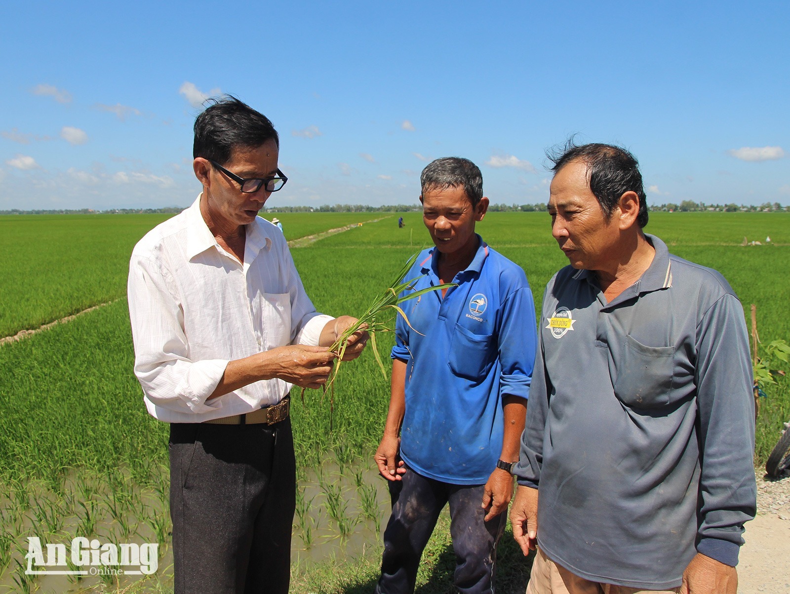 Nông dân An Giang tăng lợi nhuận nhờ canh tác lúa "thuận thiên"