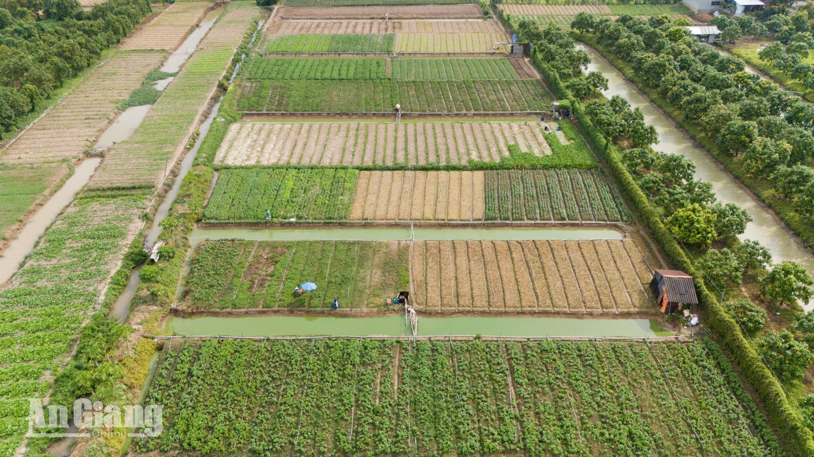 Những luống rau màu do người dân xã canh tác, chăm sóc đang phát triển tươi tốt và cho năng suất cao