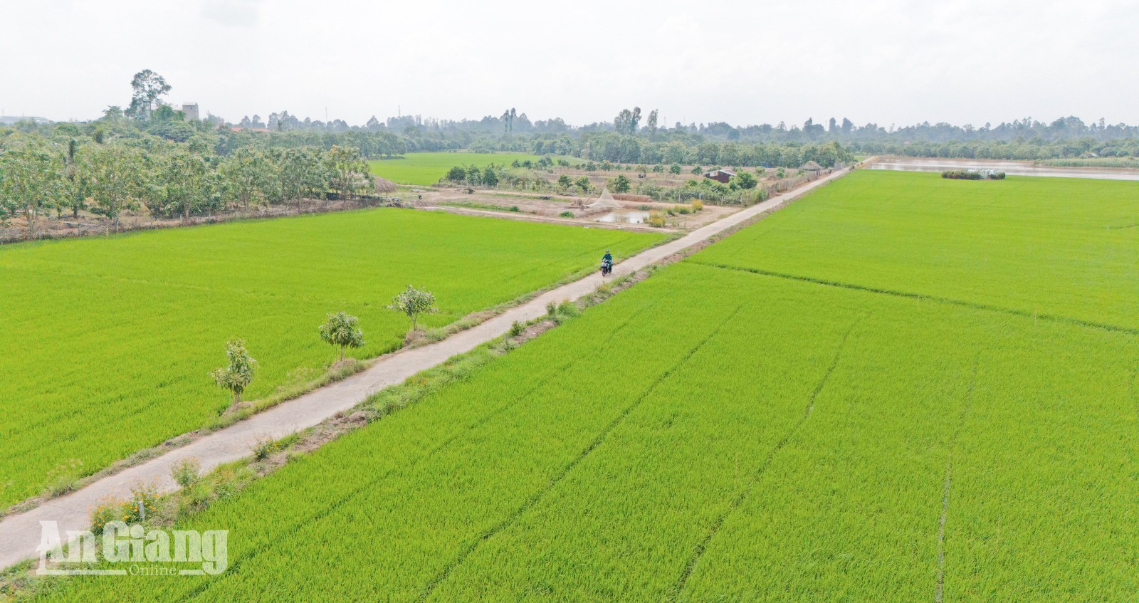 Không chỉ đa dạng về kinh tế, đặc biệt để thu hút khách đến tham quan lưu dấu những kỷ niệm địa phương và Nhân dân cùng nhau xây dựng tuyến đường hoa trãi dài giữa những thửa ruộng xanh ngát