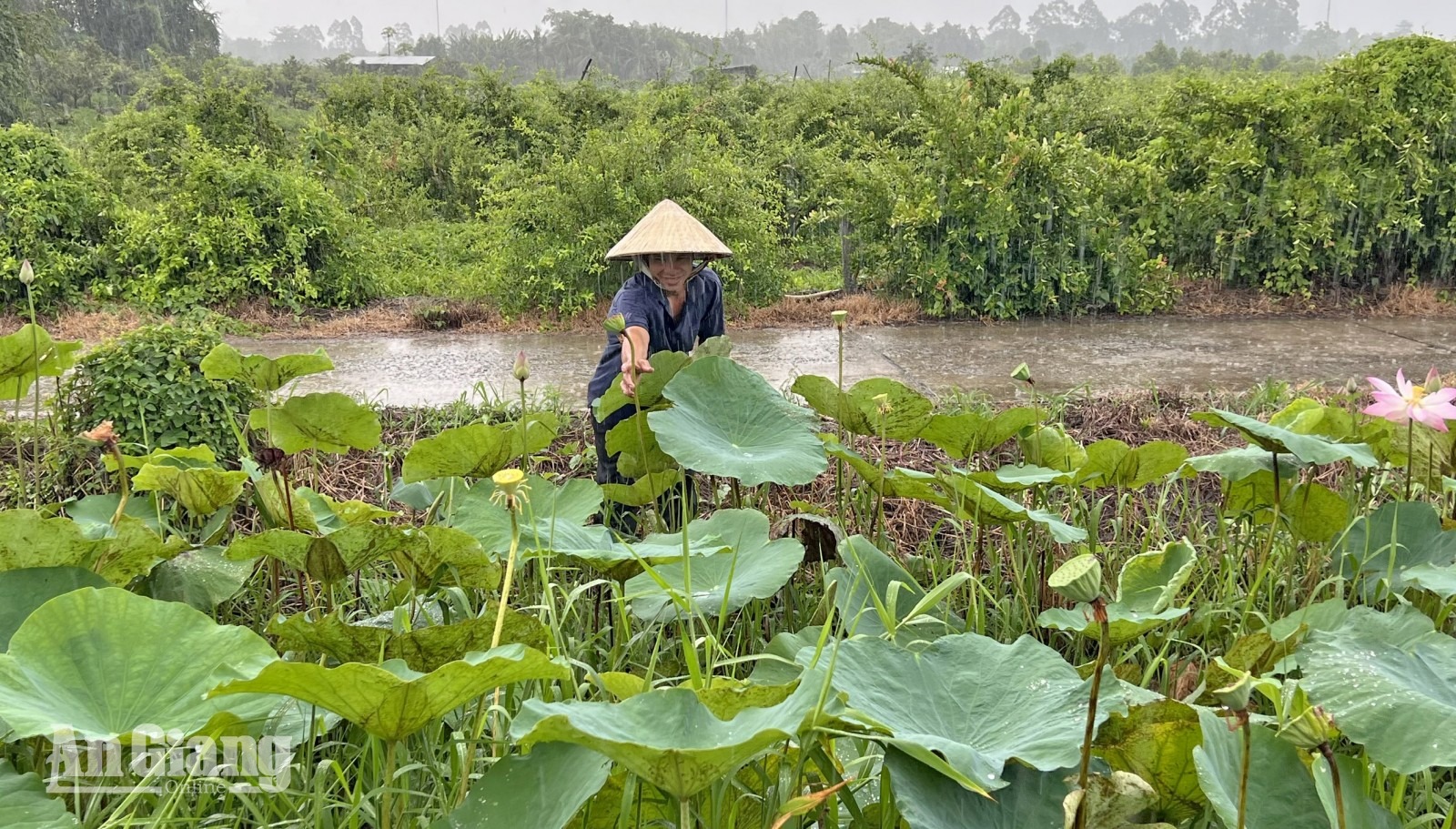 Anh Hồ Quốc Tuấn, ngụ ấp Mỹ An 2, xã Mỹ Hòa Hưng chăm sóc vườn sinh thái chuẩn bị đón khách đến tham quan. Ảnh: TIẾN HƯNG