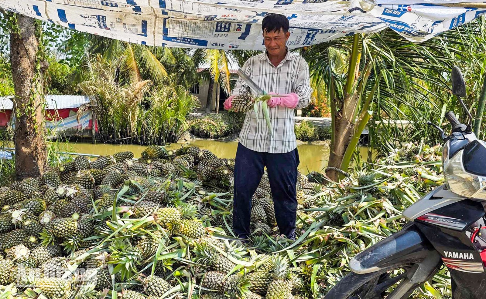 Khóm vào bếp quê