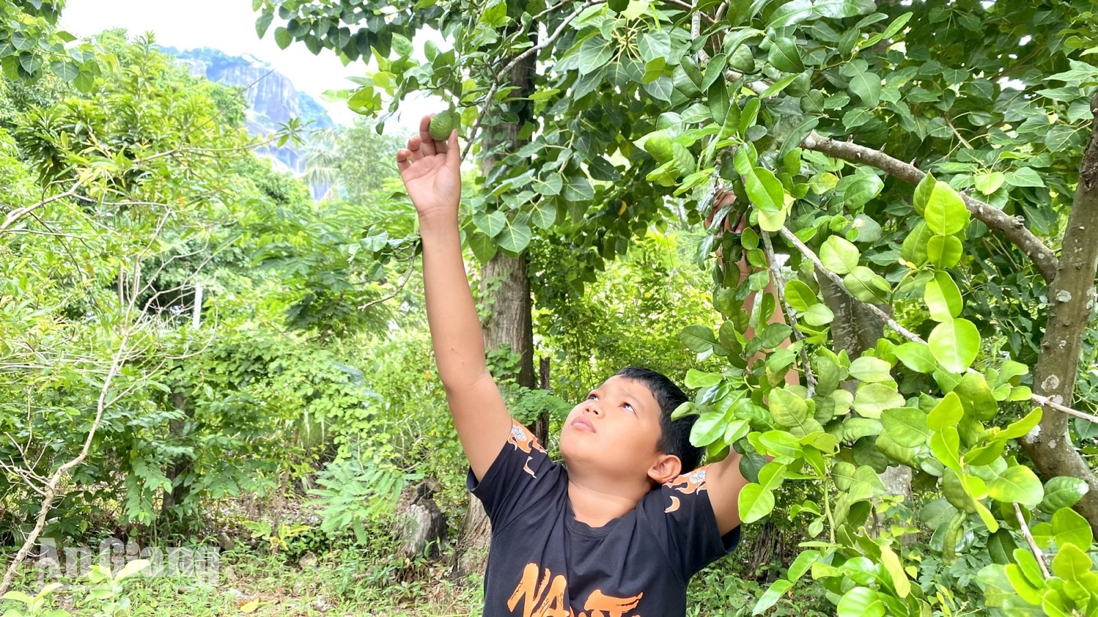 Hương vị trái chúc Bảy Núi