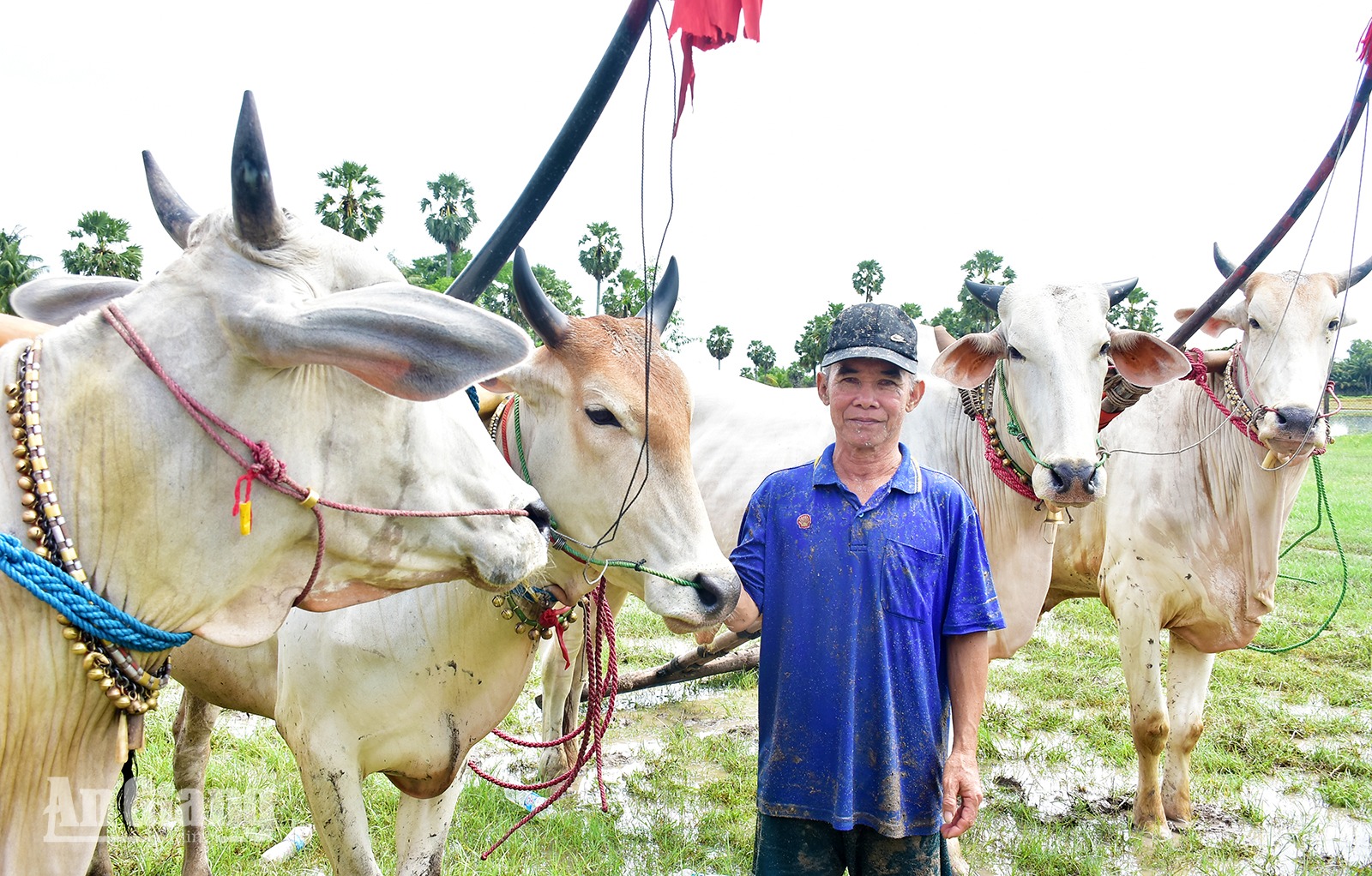Hơn 30 năm nài bò