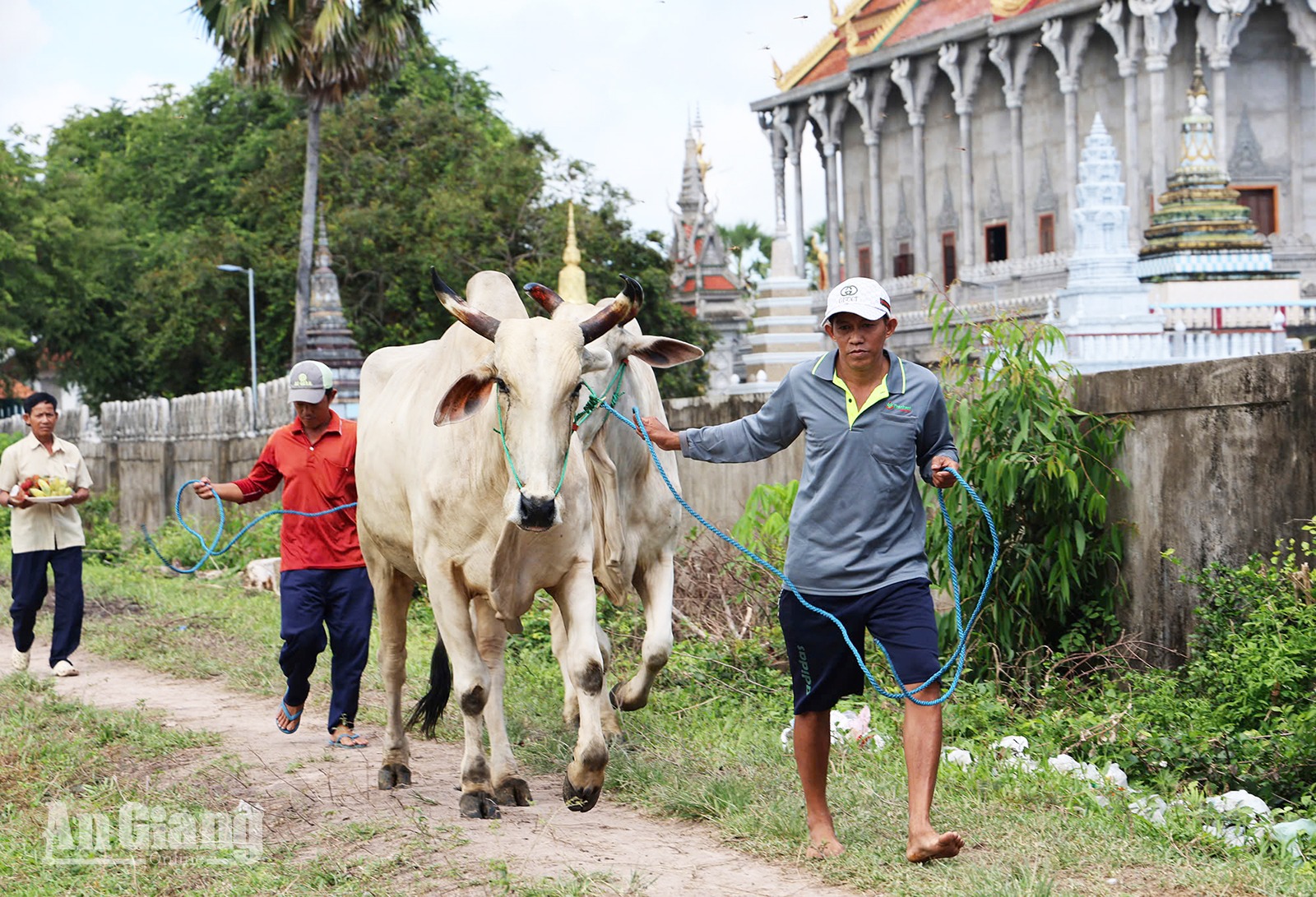 Giữ nét văn hóa Hội đua bò Bảy Núi