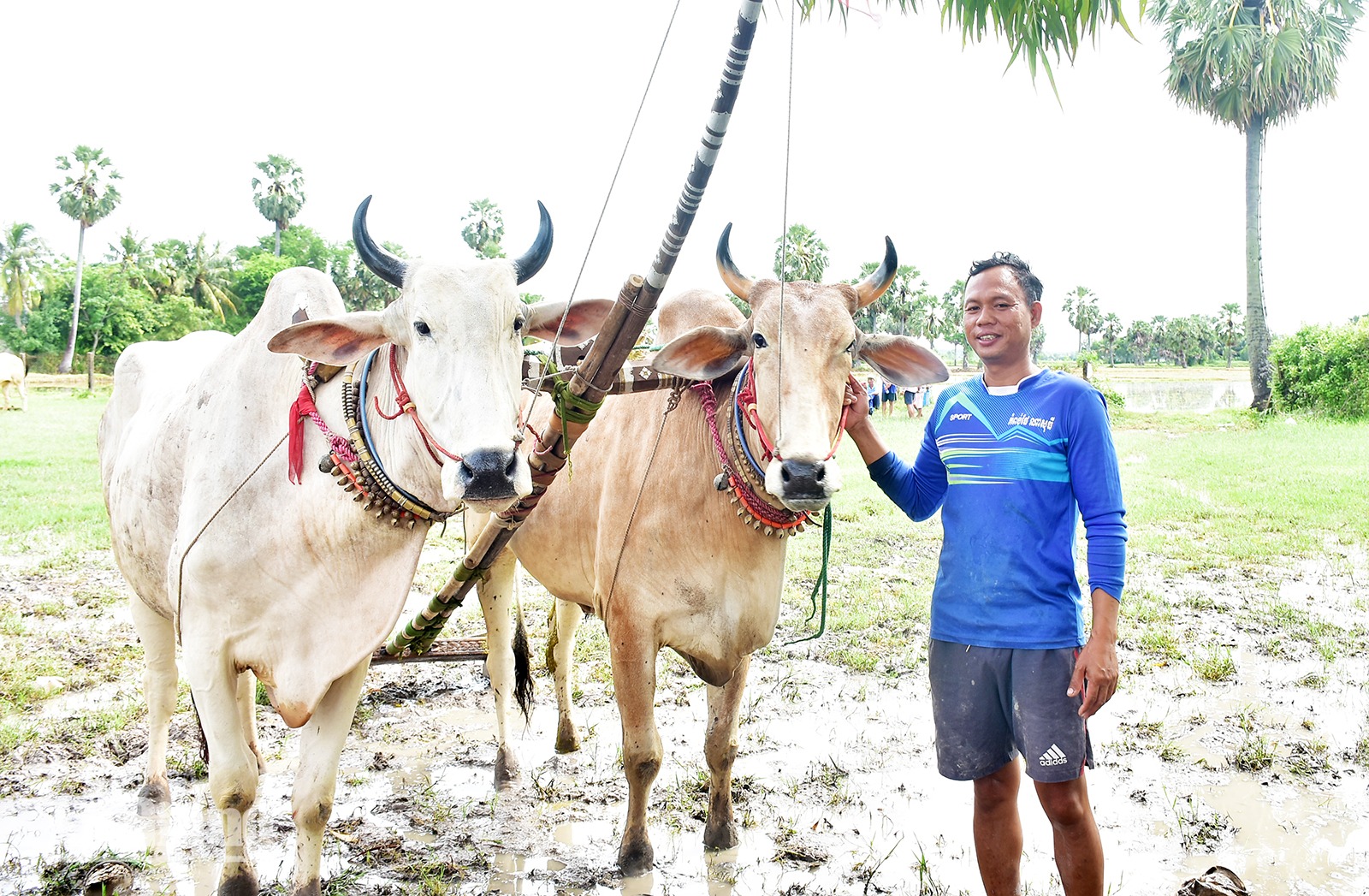 Nuôi bò đua, chỉ làm nài mới hiểu