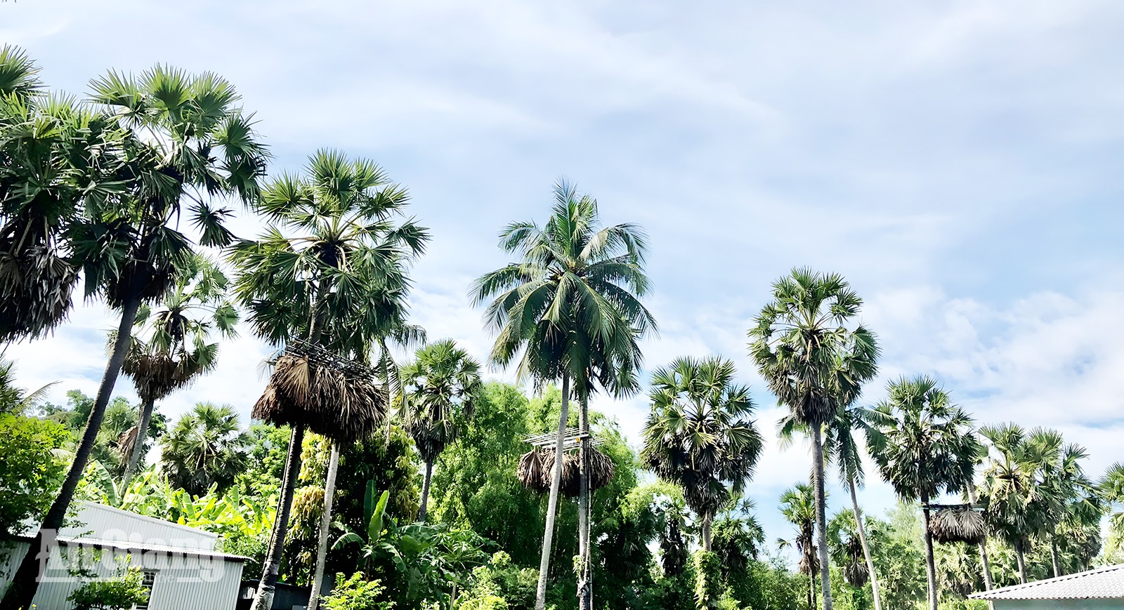 Nông dân Thới Sơn nuôi dơi trên cây thốt nốt